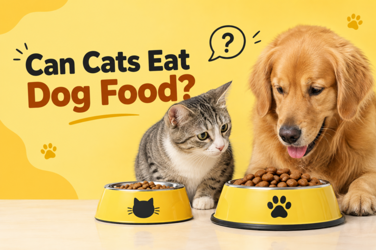 Can Cats Eat Dog Food