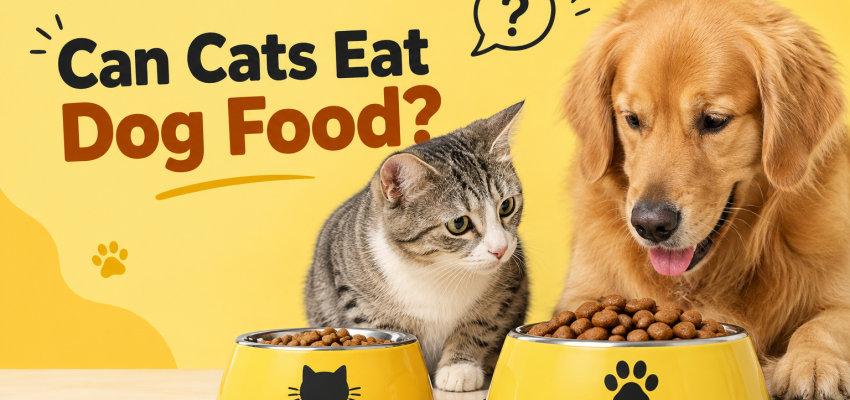 Can Cats Eat Dog Food